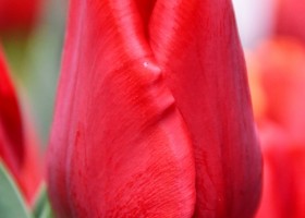 Tulipa Ile de France (4)